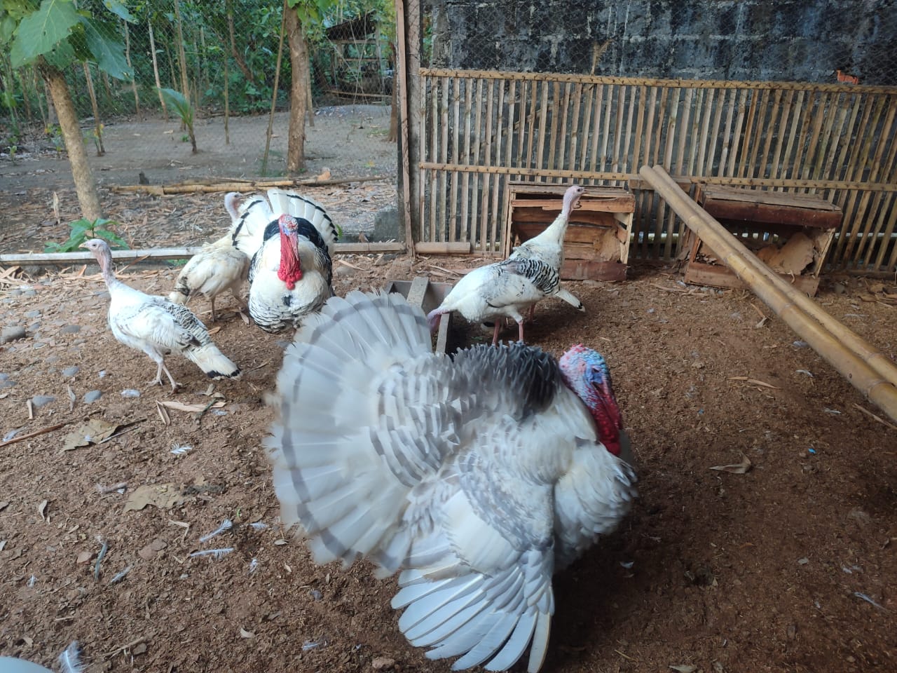 Kalkun Royal / Blue Palm (Jantan, Betina, Sepasang)