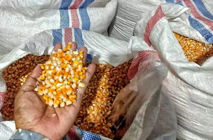 Jagung Pipil Kering