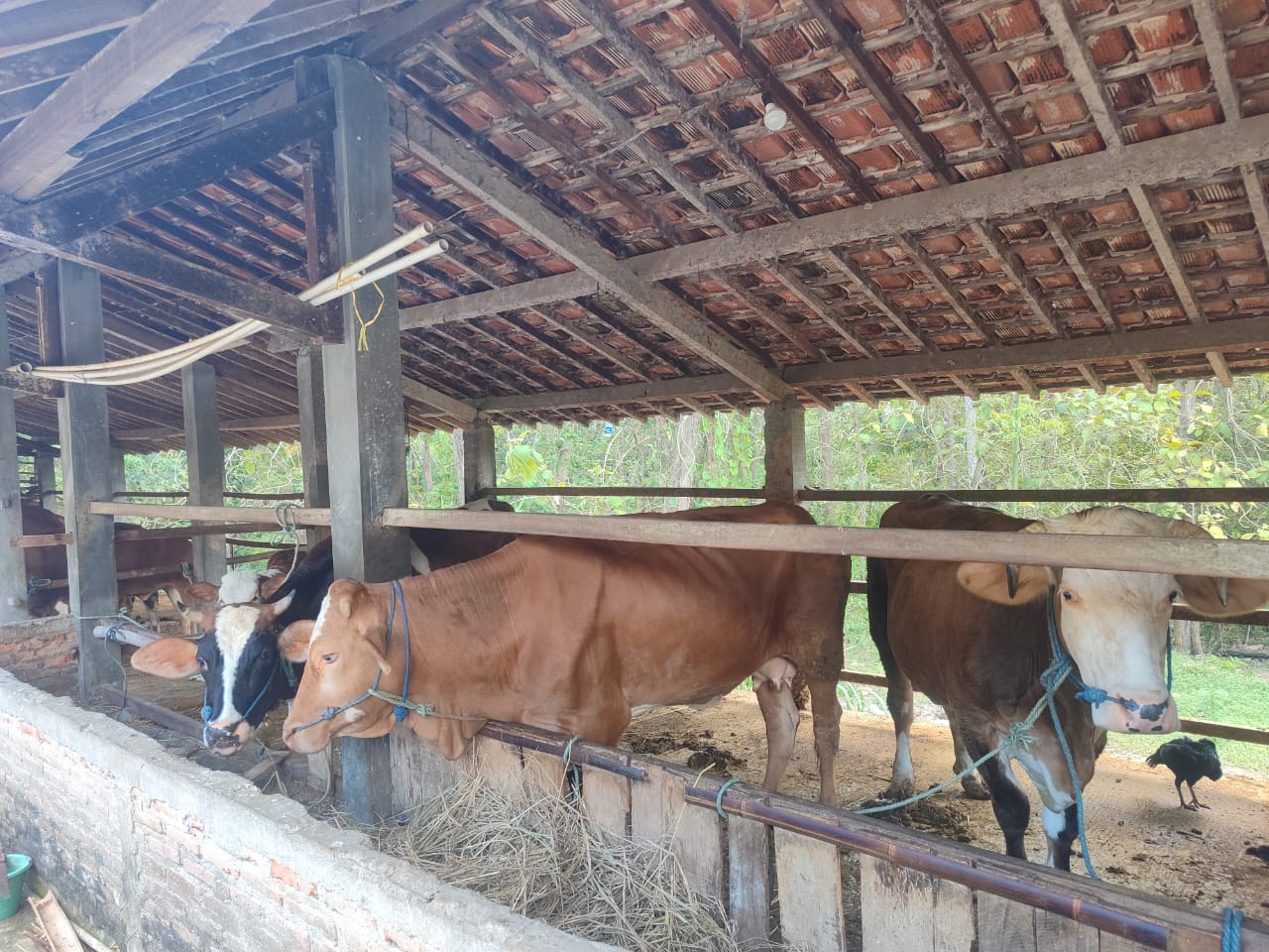 Sapi Potong Jawa Super