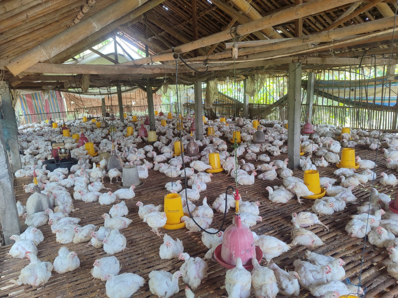 Ayam Potong Siap Panen - Sehat & Segar