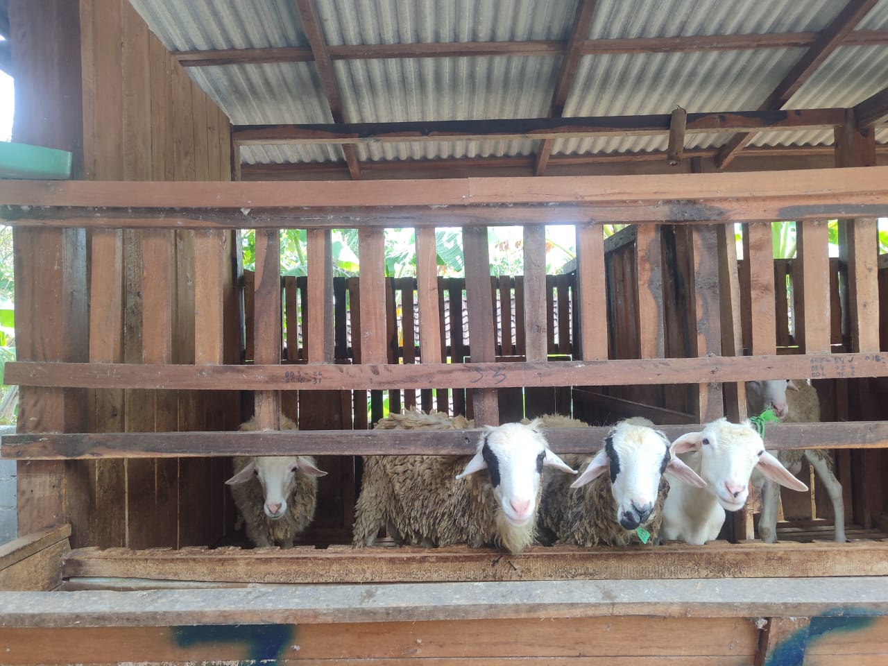 Jual beli kambing gembel