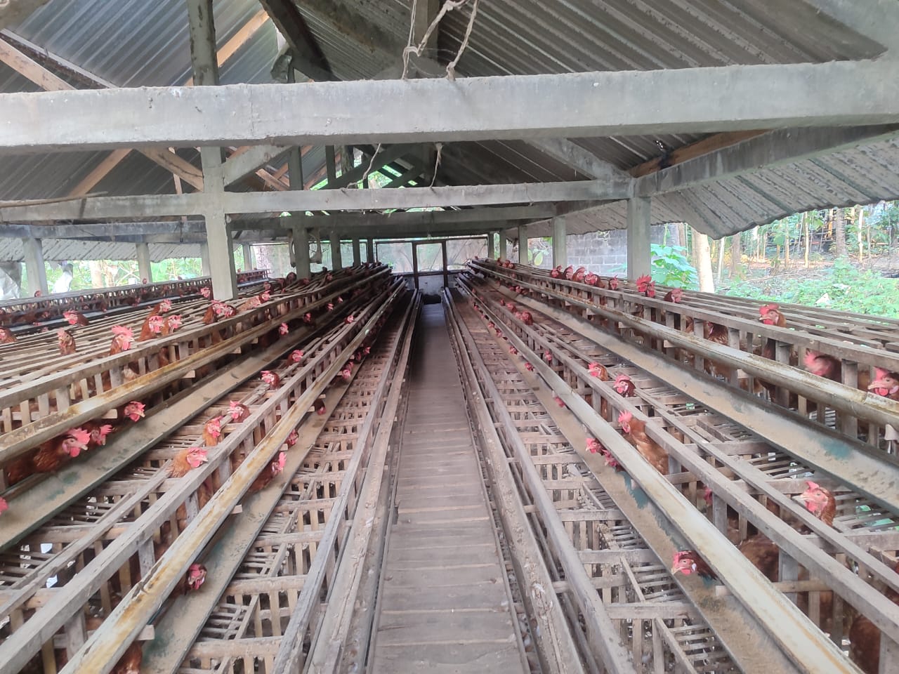 Telur Ayam Segar – Langsung dari Peternak