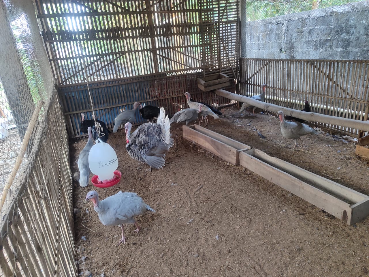 Kalkun Lavender (Jantan, Betina, Sepasang)